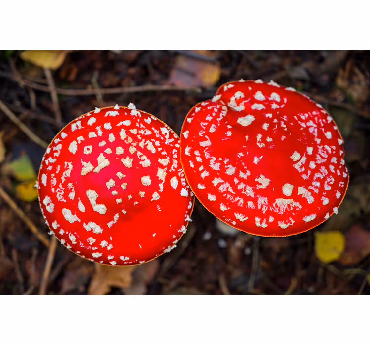 Fototapete natur rote pilzkappen - TenStickers