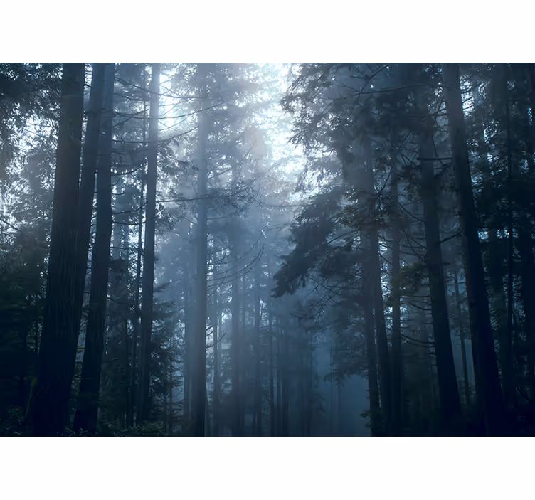 Tapete wald nebeliger immergrüner wald - TenStickers