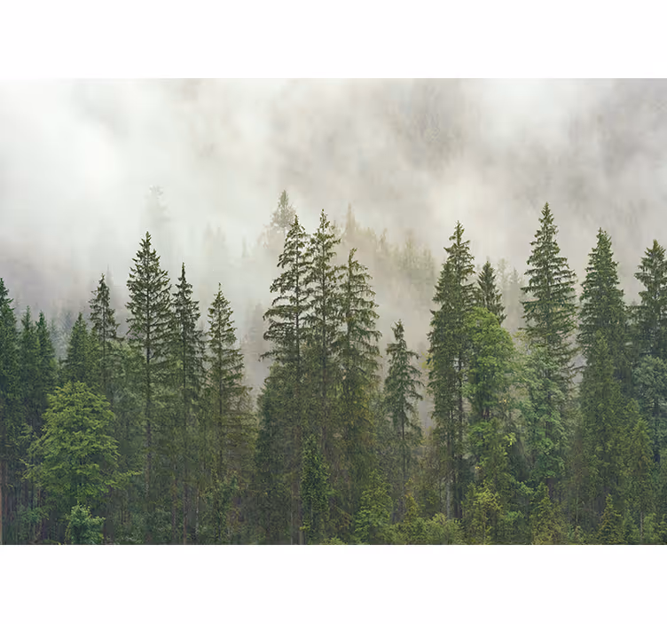 Fototapete wald nebeliger waldblick - TenStickers