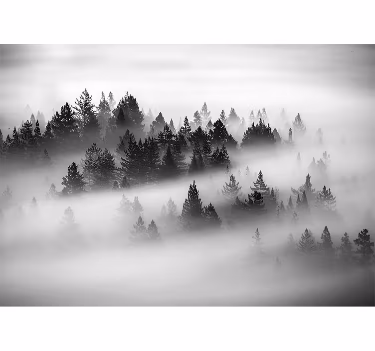 Tapete wald nebelnde immergrüne wälder - TenStickers