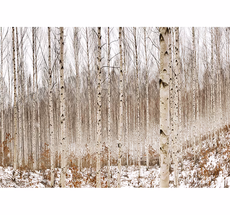 Fototapete wald im verschneiten birkenwald - TenStickers