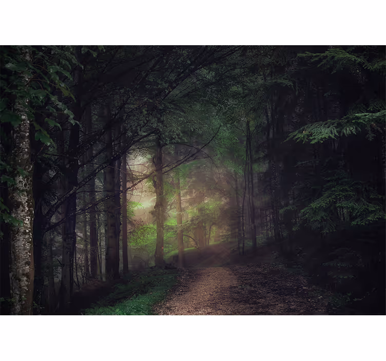 Tapete wald ruhiger waldweg - TenStickers