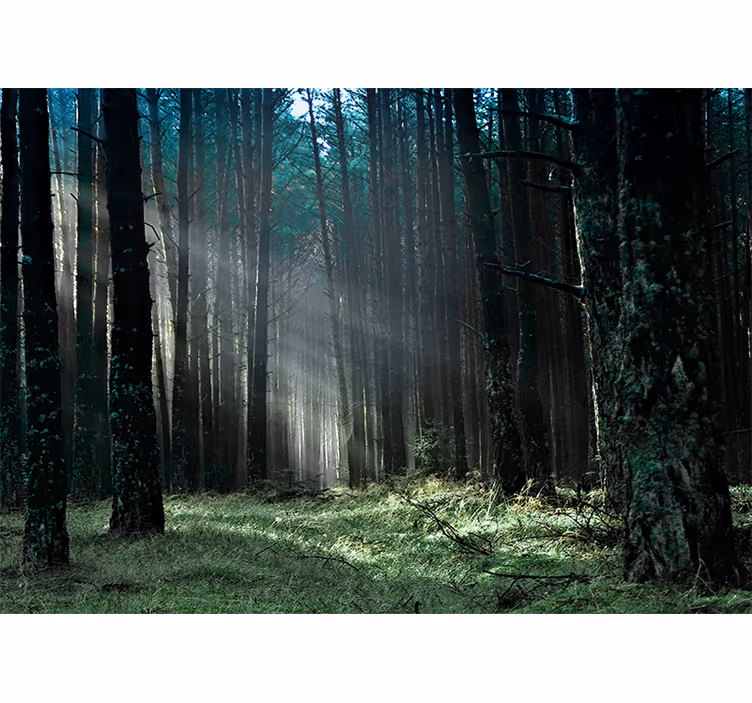 Fototapete wald nebelwald der natur - TenStickers