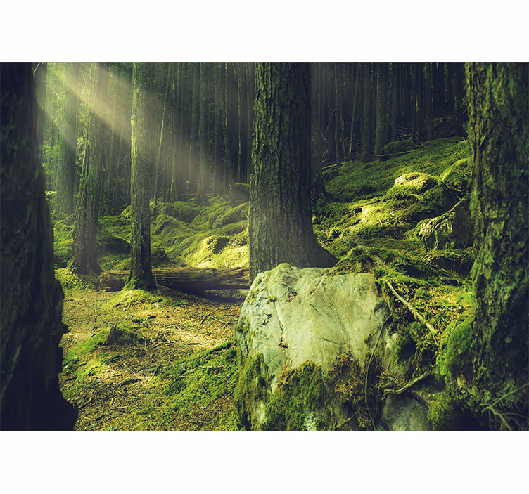 Fototapete wald sonnenlicht durch bäume - TenStickers