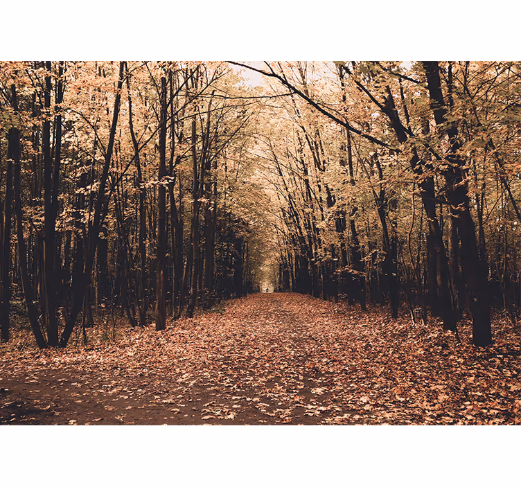 Fototapete wald herbstweg aussicht - TenStickers