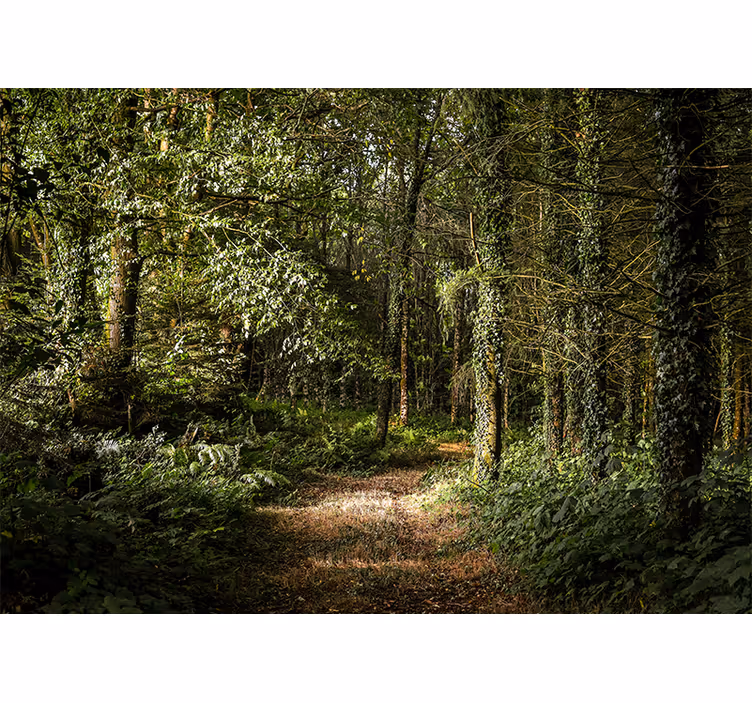 Tapete wald üppiger waldweg - TenStickers