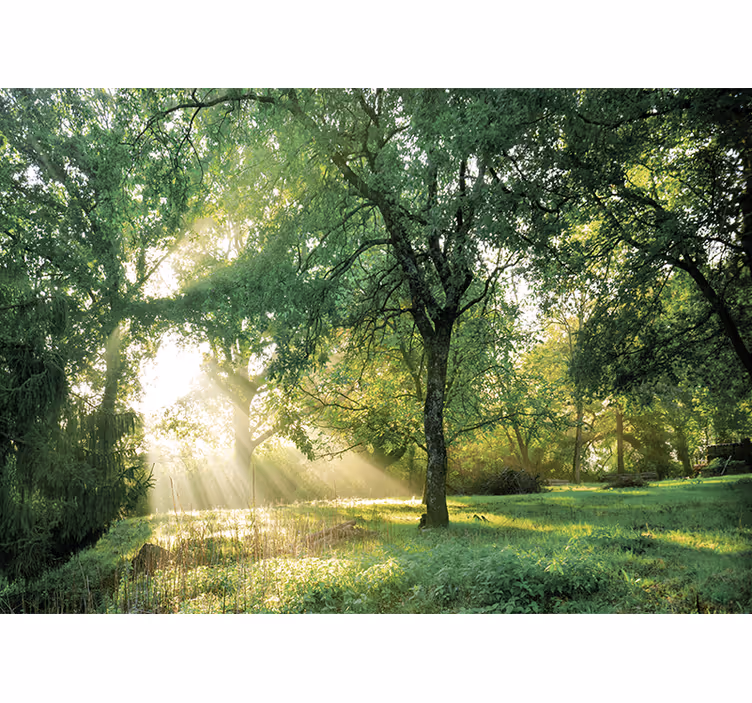 Fototapete natur ruhiger sonnenbeschienener wald - TenStickers