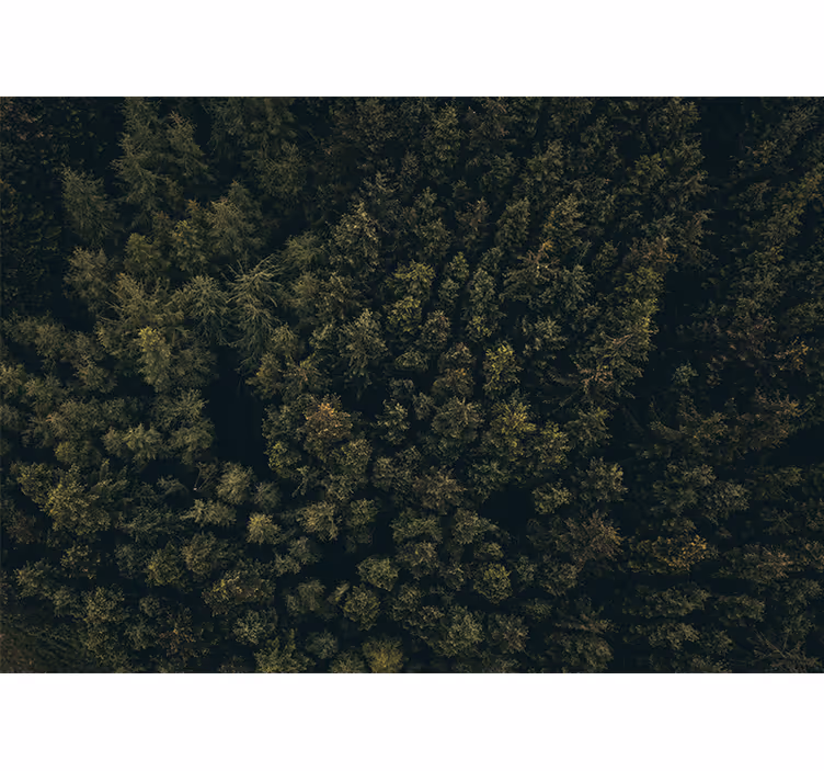 Fototapete natur üppiges blätterdach - TenStickers