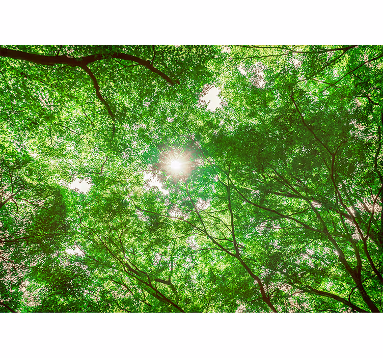 Fototapete natur blick auf das blätterdach - TenStickers
