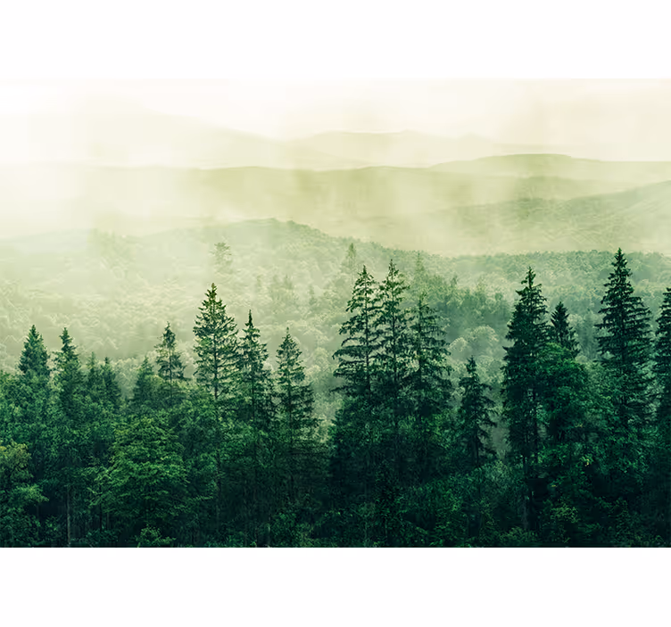 Fototapete natur neblige grüne landschaft - TenStickers