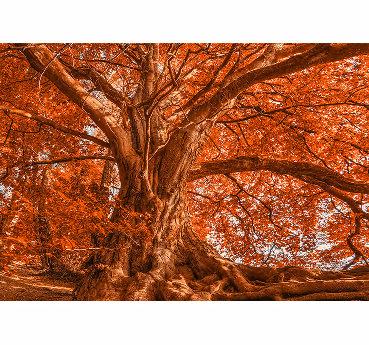Fototapete baum majestätischer herbstbaum - TenStickers