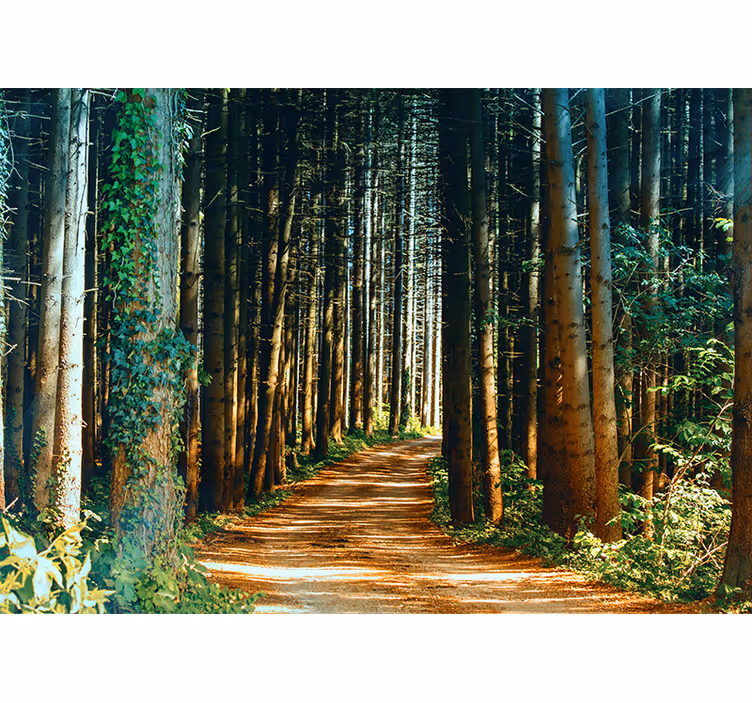 Tapete wald abgeschiedener waldweg - TenStickers