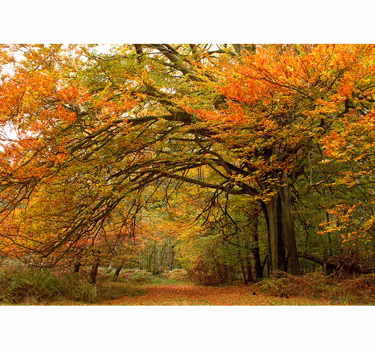 Tapete wald herbstlicher waldblick - TenStickers