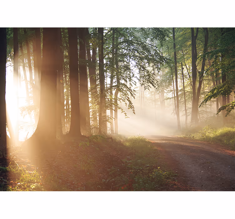 Fototapete wald sanfte strahlen im wald - TenStickers