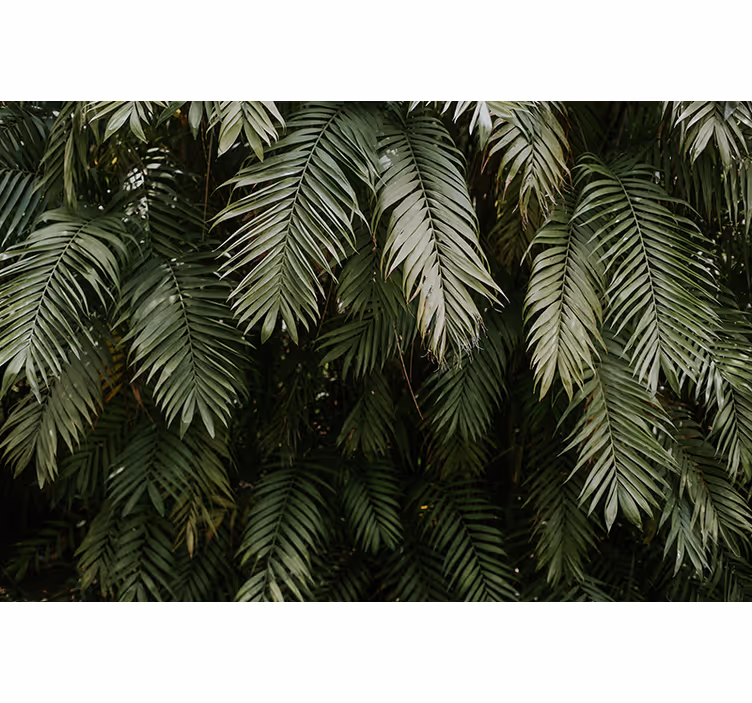 Fototapete natur tropisches grün - TenStickers