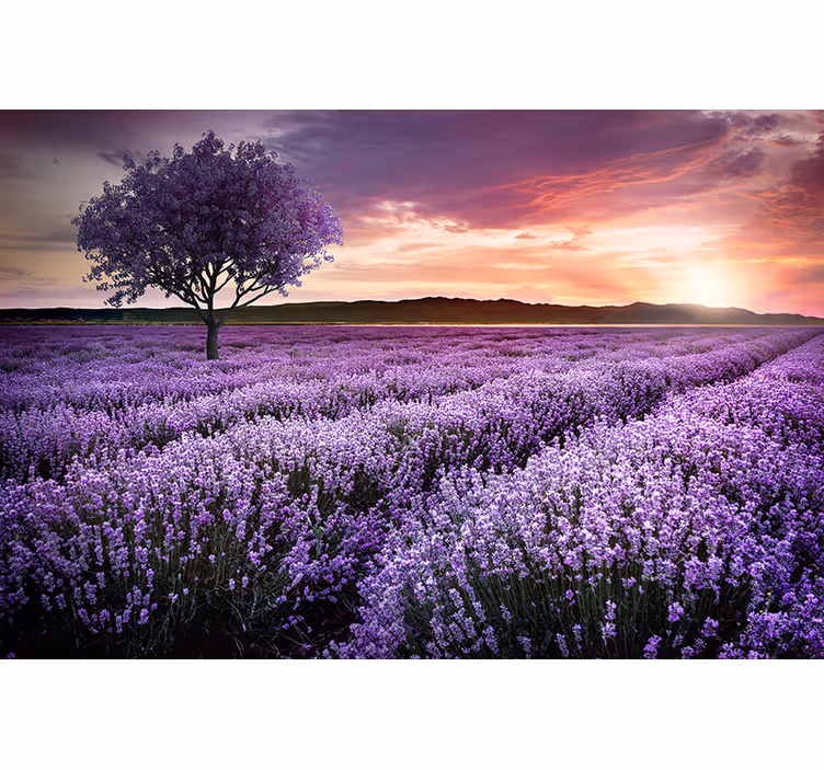 Fototapete blumen lavendelwiese im zwielicht - TenStickers