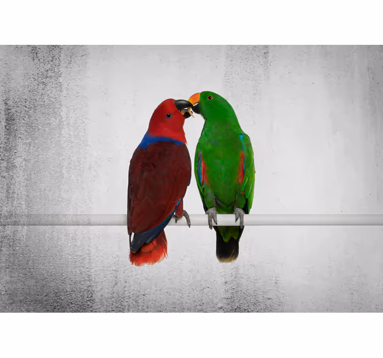 Fototapete tiere bunte papageien interaktion - TenStickers