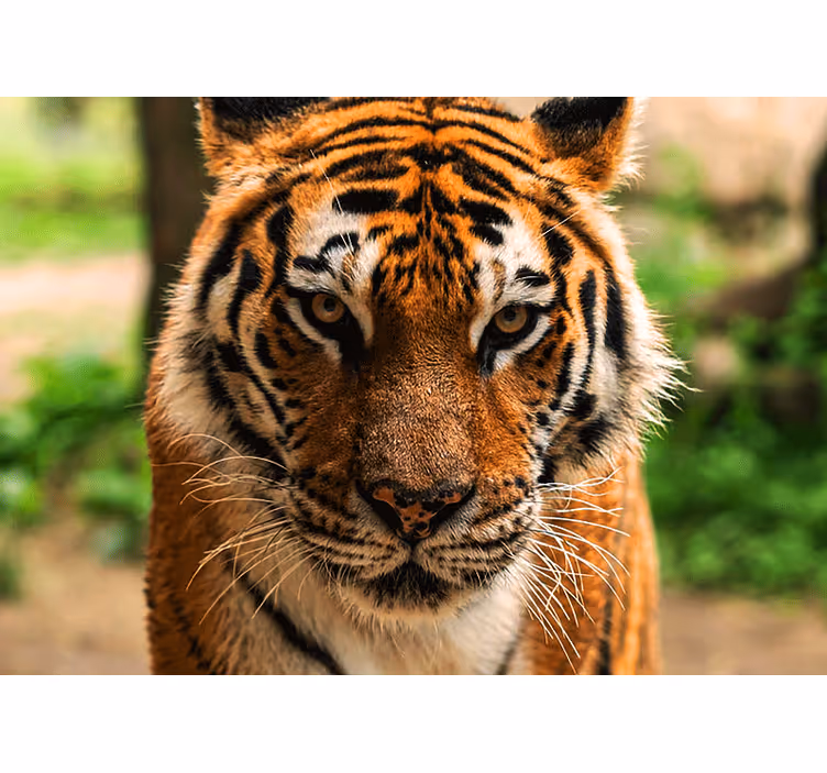 Fototapete tiere majestätischer tiger - TenStickers