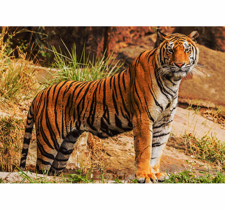 Fototapete tiere majestätische tiger präsenz - TenStickers