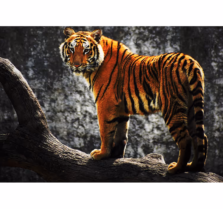 Fototapete tiere im majestätischen tigerstand - TenStickers