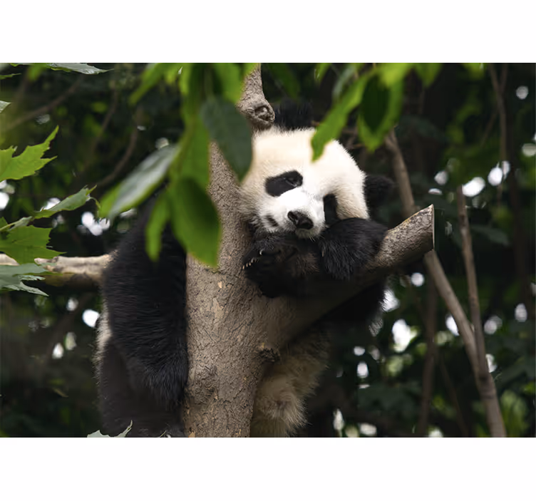 Fototapete tiere panda im ruhenden baum - TenStickers