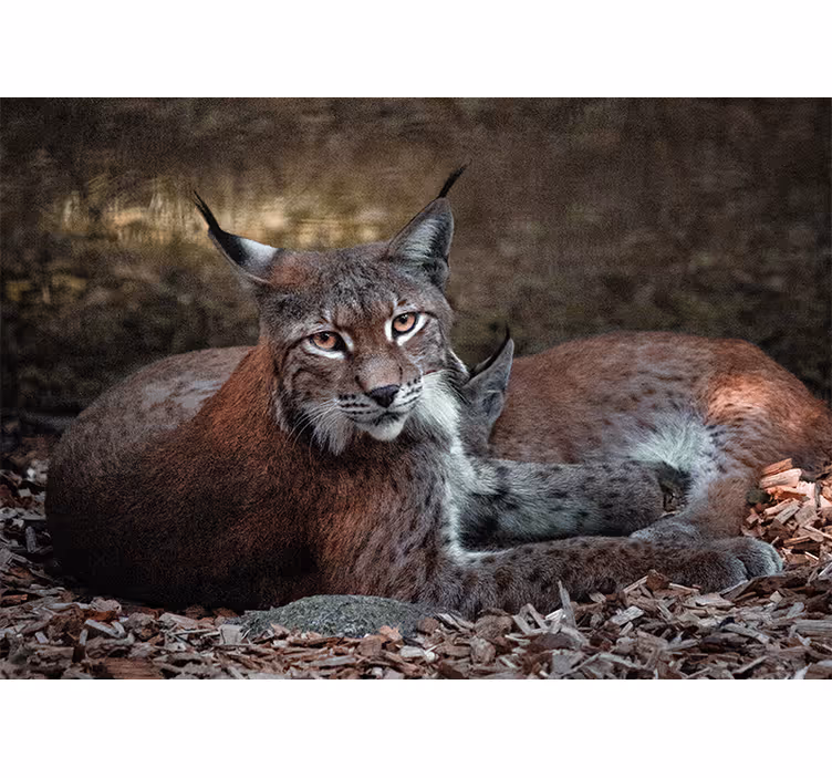 Fototapete tiere luchse im schlafpaar - TenStickers