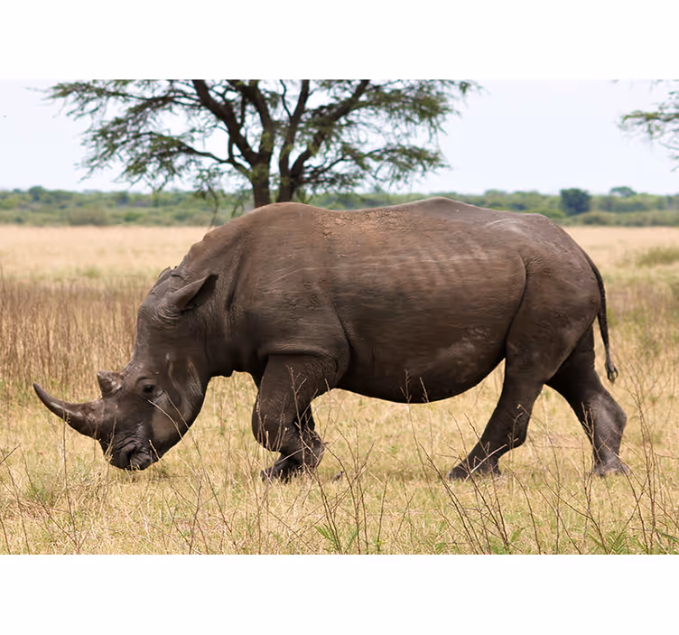 Fototapete tiere rhino im serengeti-gras - TenStickers