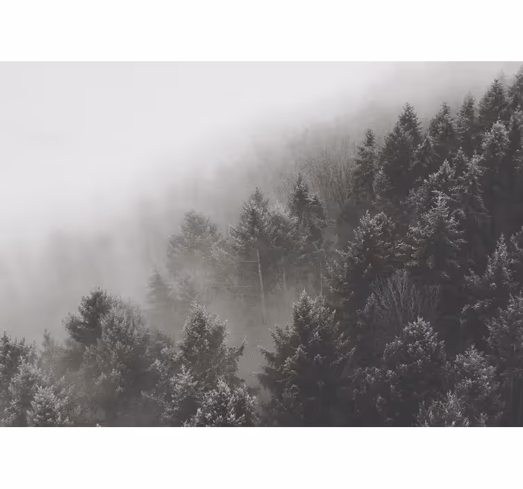 Fototapete wald neblige kiefernlandschaft - TenStickers