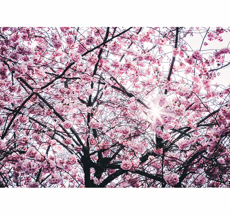 Fototapete Wohnzimmer Kirschblüte Sakura - TenStickers