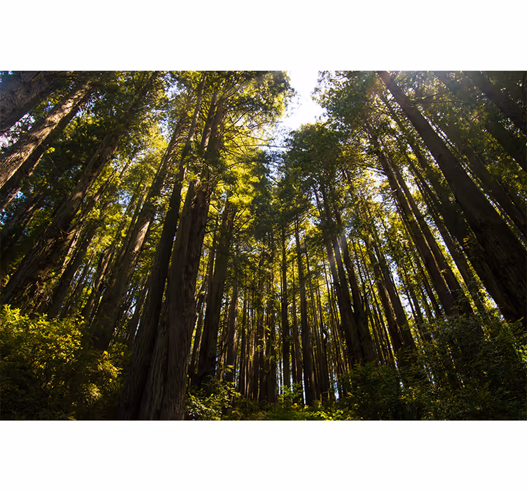 Fototapete hohe Bäume Wald - TenStickers