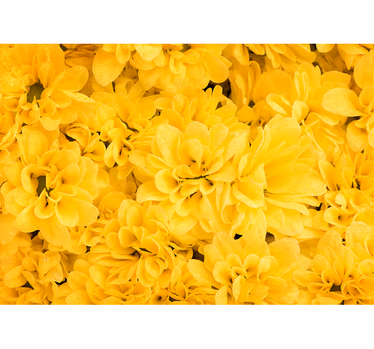 Fototapete Blüten Blätter gelb - TenStickers