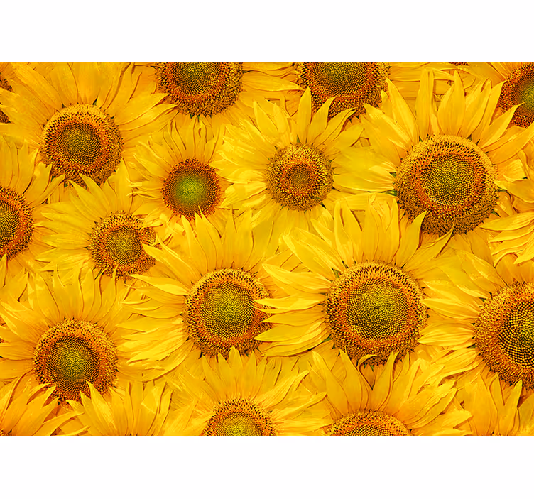 Wohnzimmer Tapete Sonnenblumen - TenStickers