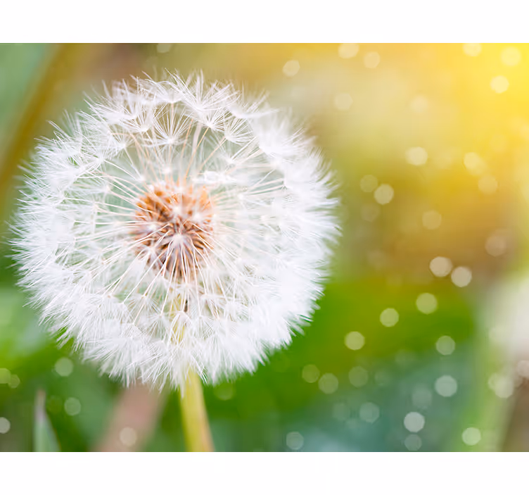 Fototapete Pusteblume löwenzahn nahaufnahme - TenStickers