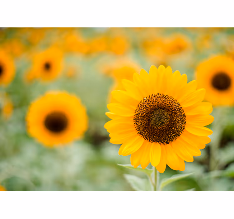 Fototapete Blumen sonnenblumen-brennpunkt - TenStickers