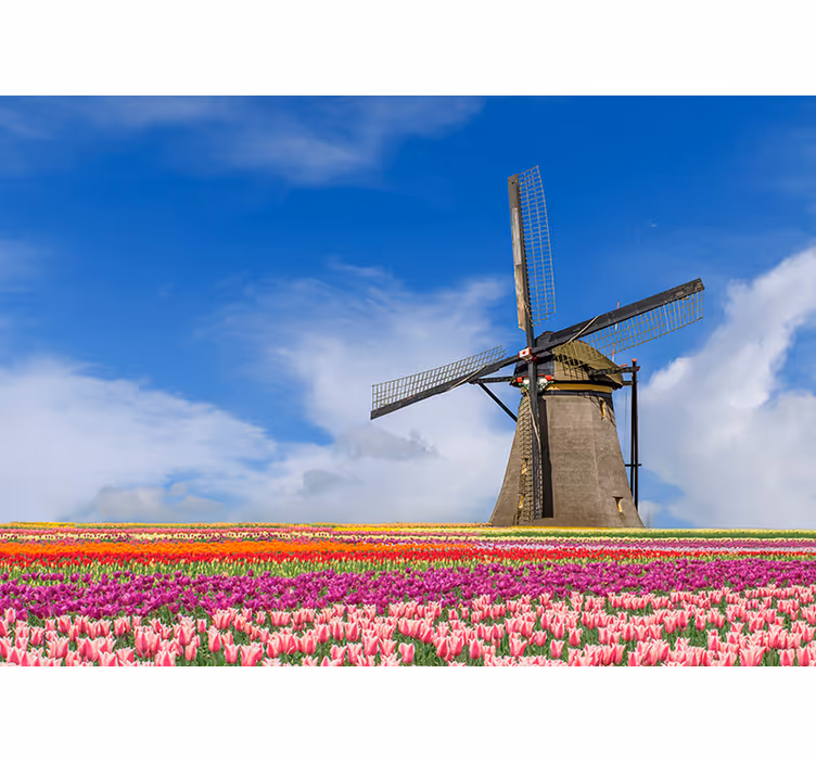 Fototapete Städte Amsterdam Tulpenfeld Windmühle - TenStickers