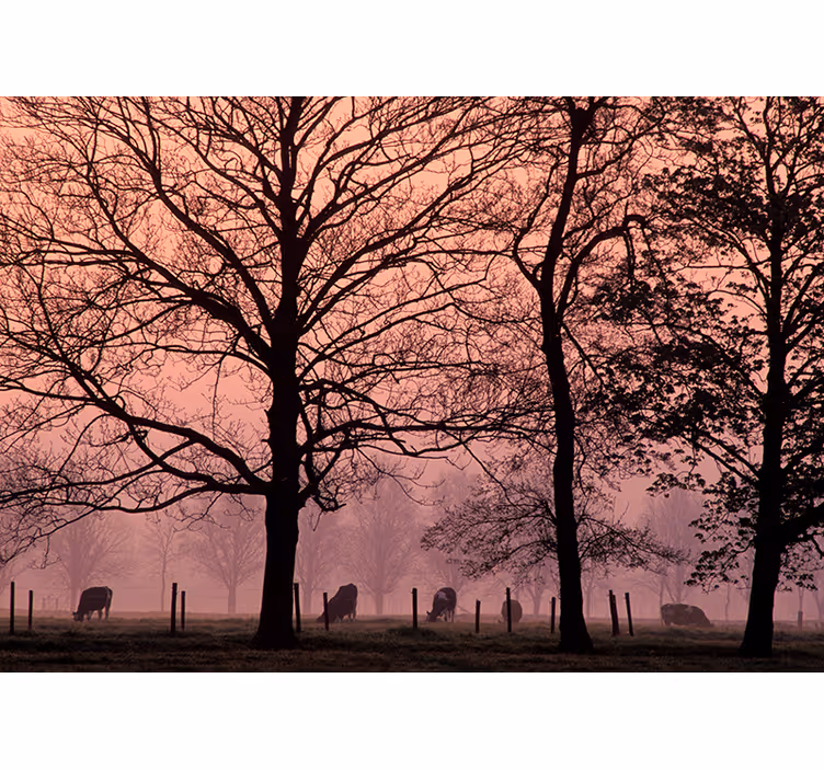 Fototapete Natur Kuhweide bei Abenddämmerung - TenStickers