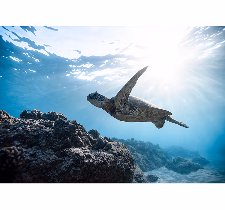 Fototapete Tiere unterwasser-schildkrötenszene - TenStickers