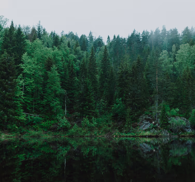 Fototapete Baum tiefer Wald - TenStickers