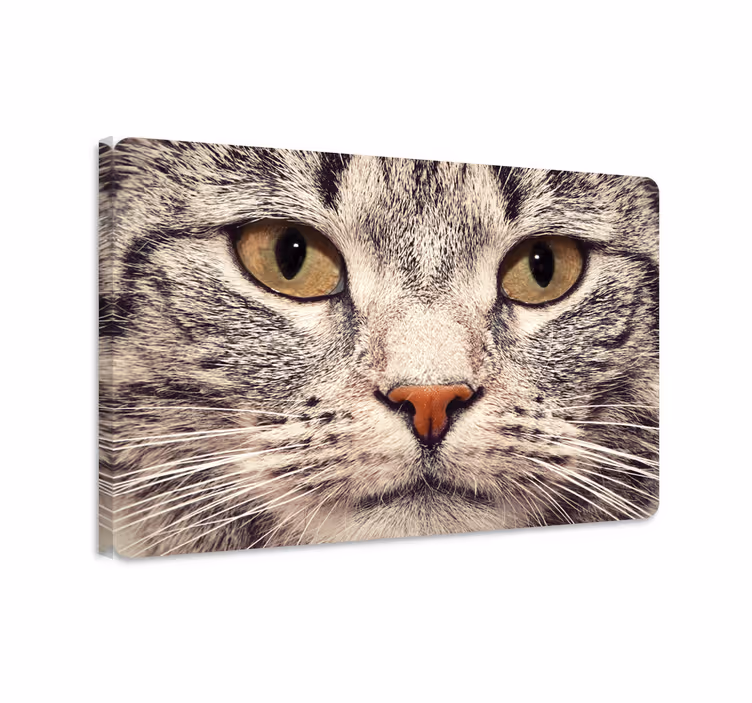 Wandbilder katzen katzenkopf laptop aufkleber - TenStickers
