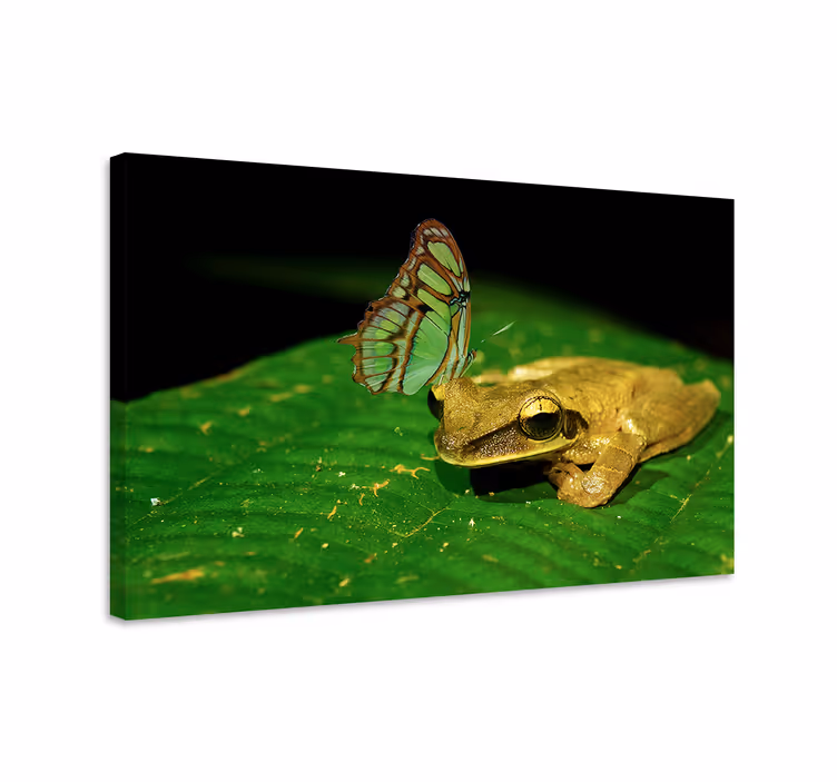 Wandbild schmetterling friedliche konfrontation - TenStickers