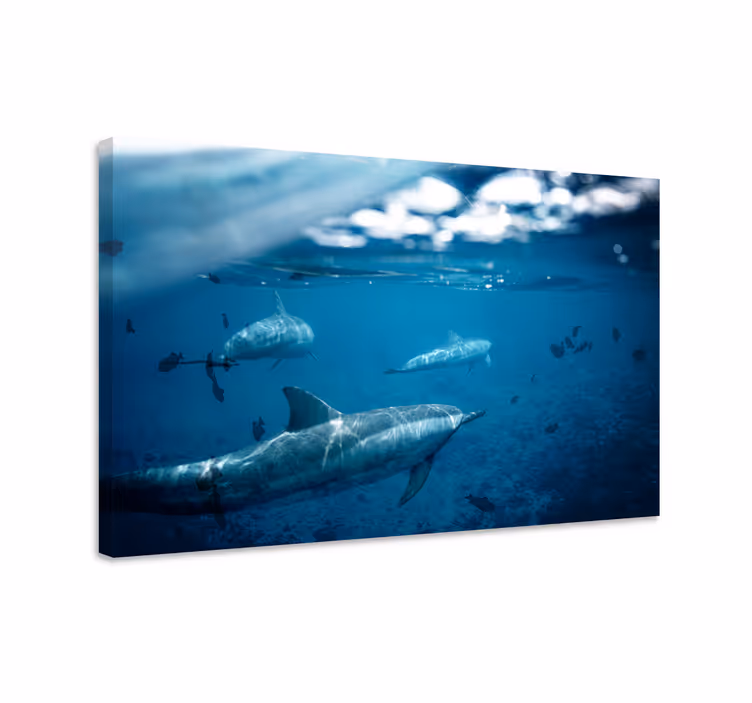 Wandbild fische delfine und fische - TenStickers