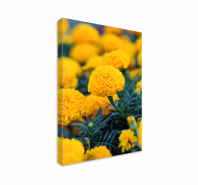 Leinwandbild blume gelbe ringelblüten - TenStickers