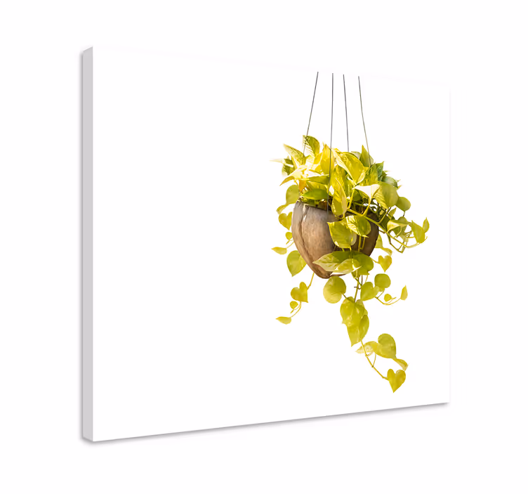 Leinwandbild mit hängendem grünarrangement - TenStickers