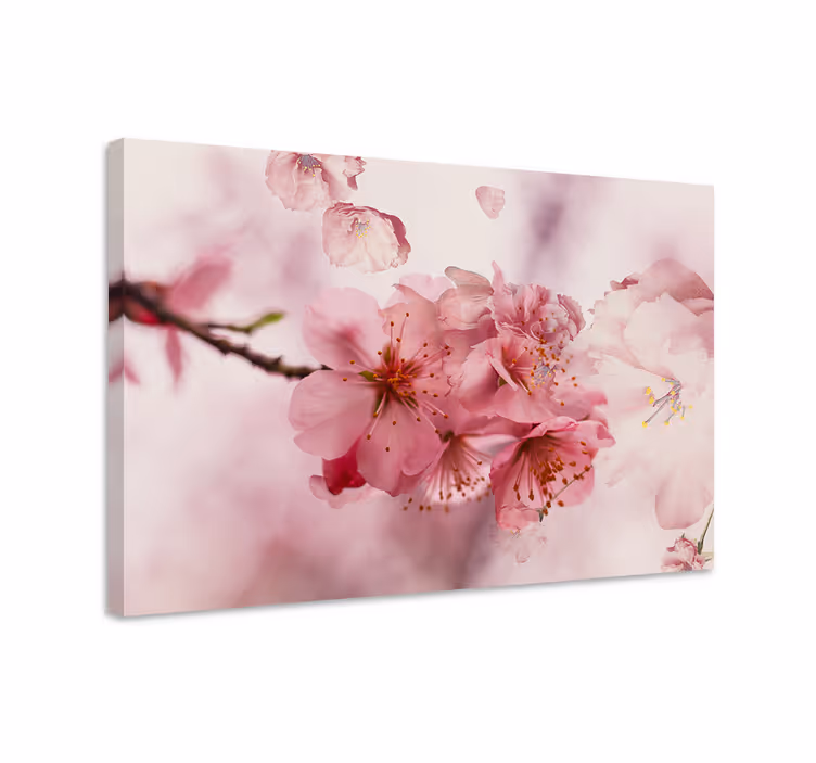 Leinwandbild blühende Kirschblüten - TenStickers