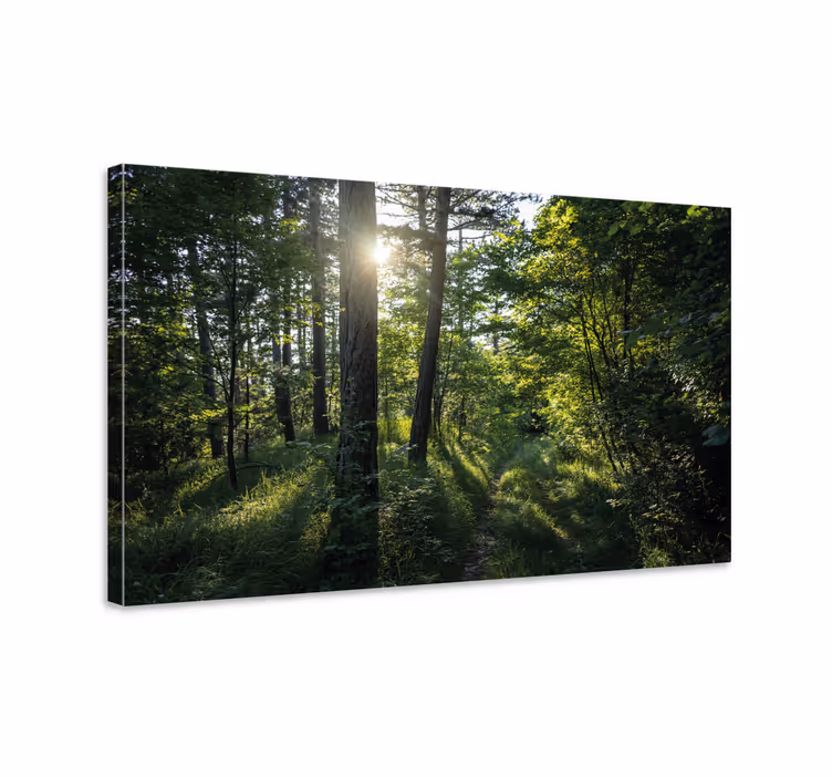 Wandbilder landschaft beleuchteter waldweg - TenStickers