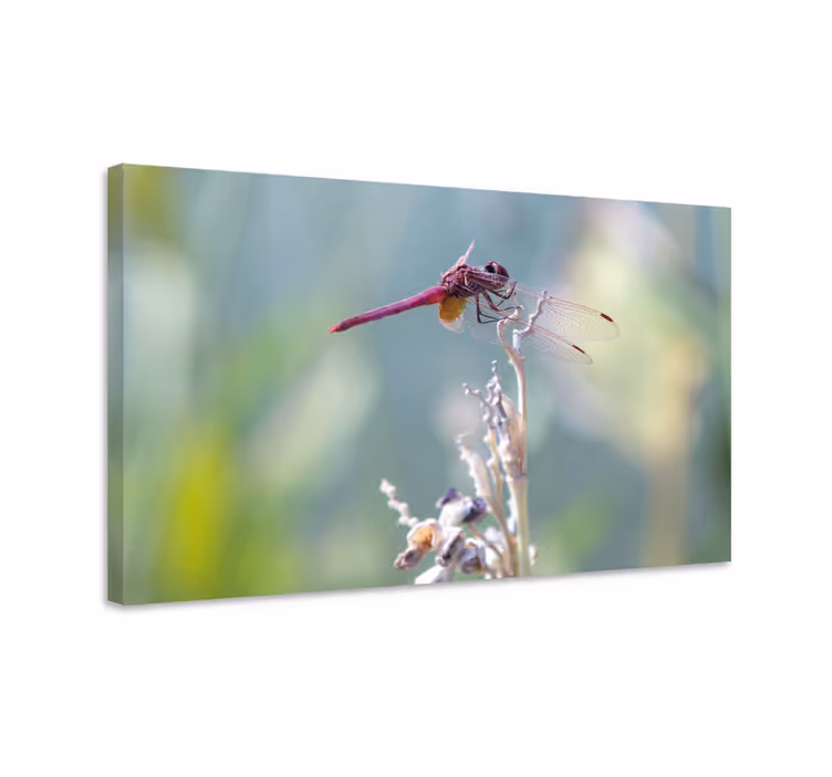 Leinwandbild libelle elegante libelle auf ast - TenStickers