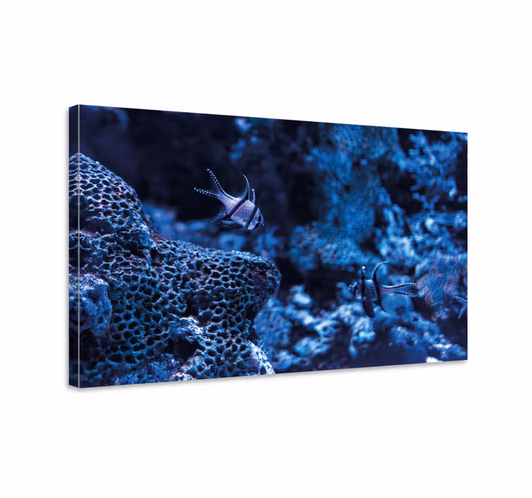 Leinwandbild meer korallenriff fische - TenStickers