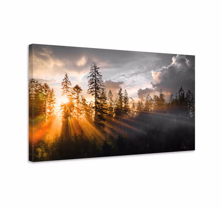 Wandbilder Landschaft Wald mit nebel und sonne - TenStickers