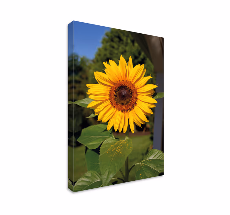 Leinwandbild sonnenblumenblüte im sonnenlicht - TenStickers