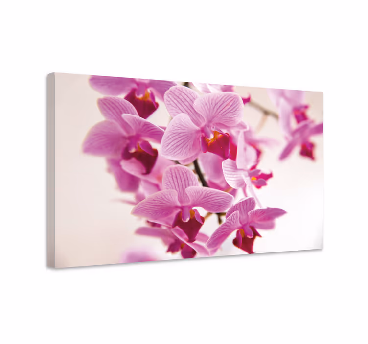 Leinwandbild zarte orchideenblüten - TenStickers